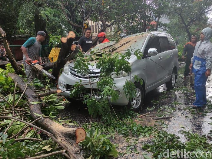 pohon tumbang