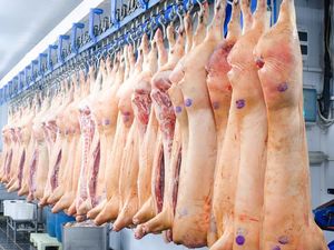 11 Negara Penghasil Daging Babi Terbesar di Dunia Terbaru