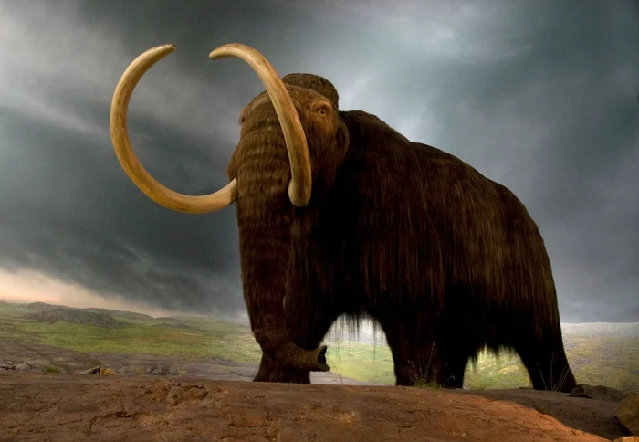 Replika mammoth berbulu di pameran museum di Victoria, British Columbia, Kanada.