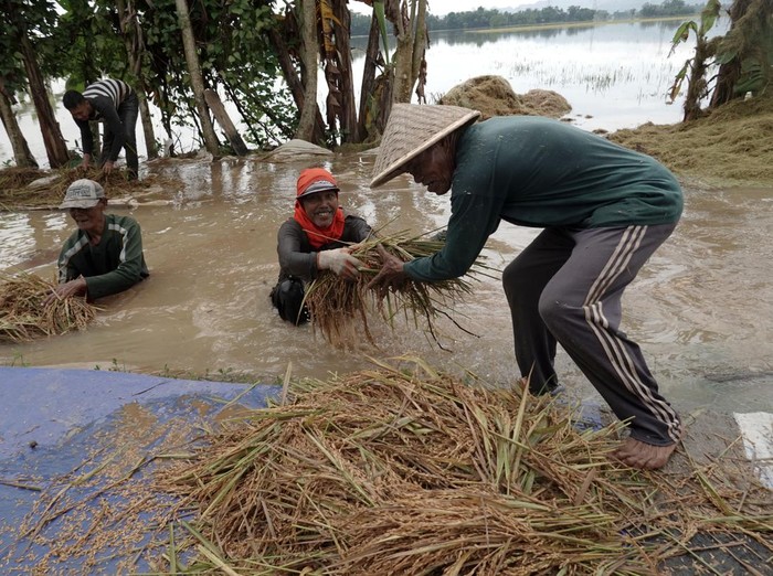 Petani memanen padi yang terendam banjir di Desa Nusadadi, Sumpiuh, Banyumas, Jateng, Jumat (18/22/2022). Ratusan hektar padi siap panen rusak terendam banjir yang kembali menggenangi rumah warga dan area persawahan, akibat hujan deras pada Jumat (18/3/2022) dini hari. ANTARA FOTO/Idhad Zakaria/rwa.