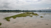 Ratusan hektar padi siap panen rusak terendam banjir yang kembali menggenangi rumah warga dan area persawahan.  