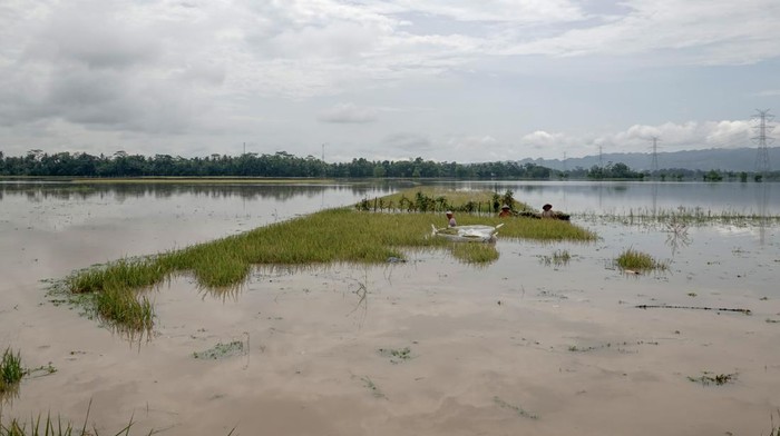 Petani memanen padi yang terendam banjir di Desa Nusadadi, Sumpiuh, Banyumas, Jateng, Jumat (18/22/2022). Ratusan hektar padi siap panen rusak terendam banjir yang kembali menggenangi rumah warga dan area persawahan, akibat hujan deras pada Jumat (18/3/2022) dini hari. ANTARA FOTO/Idhad Zakaria/rwa.
