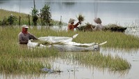 Petani memanen padi yang terendam banjir di Desa Nusadadi, Sumpiuh, Banyumas, Jateng, Jumat (18/22/2022).  