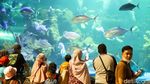Serunya Habiskan Akhir Pekan di Sea World Ancol