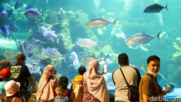 Para pengunjung melihat dan mempelajari perilaku ribuan ikan dan biota laut di Sea World Ancol.  