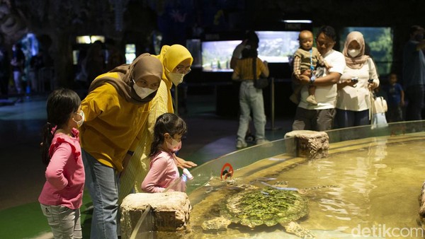 Sea World juga memiliki Edutainment Guide di sekitar akuarium-akuarium yang siap memberi penjelasan tentang semua biota yang ada disana. Sea World juga memiliki Edutainment Guide di sekitar akuarium-akuarium yang siap memberi penjelasan tentang semua biota yang ada disana.