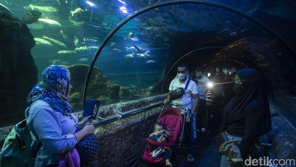 Wisatawan menyaksikan penyelam memberikan makan ikan-ikan di Sea World Ancol, Jakarta, Sabtu (19/3/2022).  Wisatawan menyaksikan penyelam memberikan makan ikan-ikan di Sea World Ancol, Jakarta, Sabtu (19/3/2022). Â