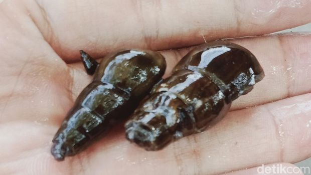 Sumpil buntung di Umbul Manten Klaten