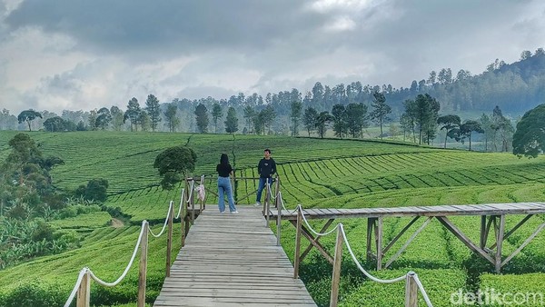 Nuansa Riung Gunung menawarkan liburan di tegah perkebunan teh nan hijau di Pangelangan, Jabar. 