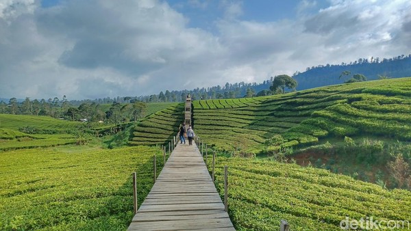 Di Nuansa Riung Gunung, traveler bisa menjelajahi perkebunan teh dengan seolah-olah berada di atas tanaman teh. Pengelola membuat jalur khusus untuk wisatawan dengan membangun jembatan bambu yang disebut skywalk.