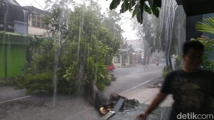 pohon tumbang di bojonegoro