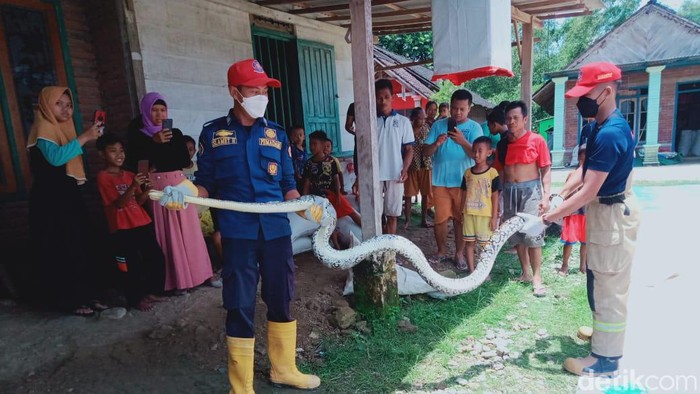 Ular besar