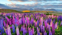 Urutan ke 10 diduduki oleh negara indah Selandia Baru. Ini potret bunga lupin Danau Tekapo yang terkenal tengah bermekaran di Pulau Selatan Selandia Baru. (CNN)