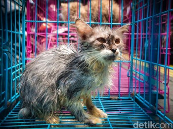 Penyakit Mematikan di Balik Bisnis Kucing Pasar Barito