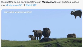 Penonton liar di MotoGP Mandalika, maksudnya adalah kerbau-kerbau di perbukitan. Foto: Twitter