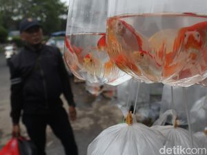 Jangan Asal Satukan Ikan Dalam Satu Akuarium, Ada Tipsnya Nih!
