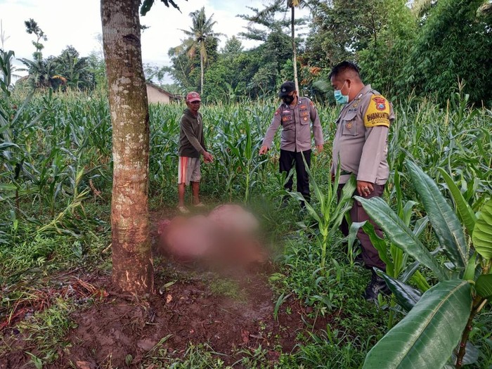 pencurian sapi di jember
