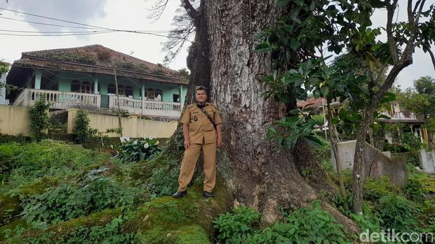 Pohon kihujan atau trembesi raksasa di kantor desa Tanjungmulya, Tanjungkerta, Sumedang