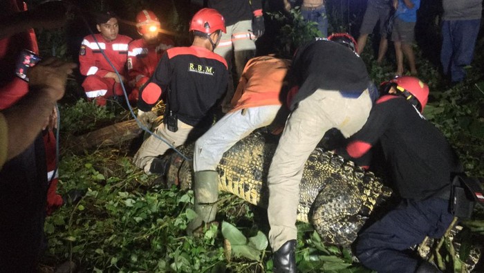 Proses evakuasi buaya berukuran 4 meter di Kutai Timur, Kaltim.