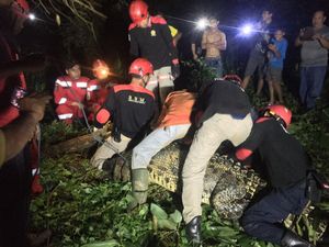 Buaya 4 Meter Muncul Saat Warga Mancing di Kutim, Ditangkap Pakai Jaring