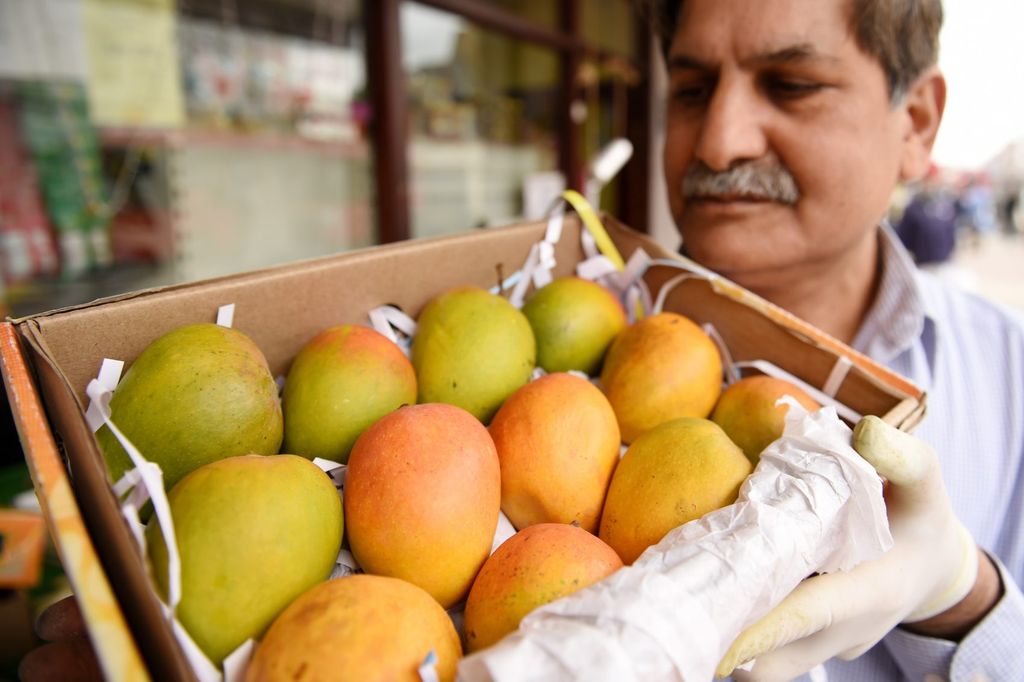 Saking Langkanya, Beli Mangga Ini Daftar Antreannya Sampai Seribu Orang!