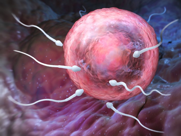 Sperm approaching an unfertilized egg prior to conception