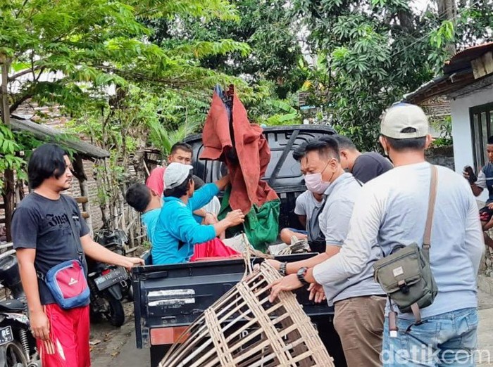 Arena sabung ayam di Situbondo digerebek. Empat pejudi diamankan.