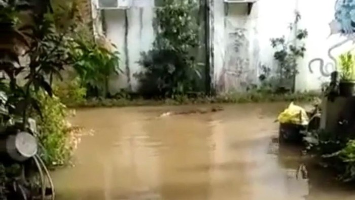Buaya muncul di tengah banjir Kutai Timur (Kutim).