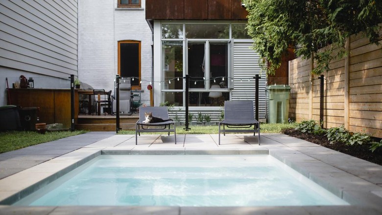 Domestic cat, deck chair, swimming pool, back yard