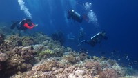 Untuk uang Rp 10.000, tempat wisata yang tertera adalah Taman Nasional Wakatobi di Sulawesi Tenggara. Lagi-lagi, tempat wisata ini bakal memanjakan traveler dengan keindahan bawah lautnya. Yang spesial, Wakatobi memiliki gugusan terumbu karang yang indah. Sembari snorkeling maupun diving, traveler akan menemukan hewan laut yang tinggal di terumbu karang tersebut. ANTARA FOTO/Jojon