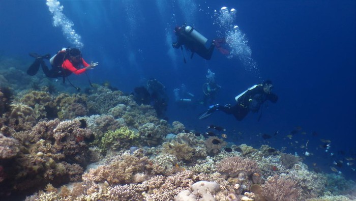 Wisatawan didampingi Wakatobi Dive Trip berada di dalam laut di Kecamatan Tomia, Wakatobi, Sulawesi Tenggara, Selasa (22/3/2022). Dinas Pariwisata Sulawesi Tenggara bersama Pemerintah Kabupaten Wakatobi terus mempromosikan wisata laut daerahnya yang memiliki sekitar 942 spesies ikan dan 750 spesies terumbu karang yang hidup di bawah lautnya. ANTARA FOTO/Jojon/tom.