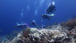 Menikmati Wisata Bawah Laut Tomia Wakatobi