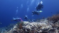 Ada sekitar 942 spesies ikan dan 750 spesies terumbu karang yang hidup di bawah lautnya dan menjadi magnet bagi wisatawan.