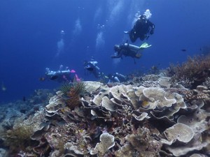 Agoda Kerja Sama dengan WWF Singapura Mau Pulihkan Laut Asia Tenggara