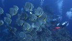 Menikmati Wisata Bawah Laut Tomia Wakatobi