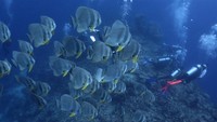 Dinas Pariwisata Sulawesi Tenggara bersama Pemerintah Kabupaten Wakatobi terus mempromosikan wisata laut daerahnya.