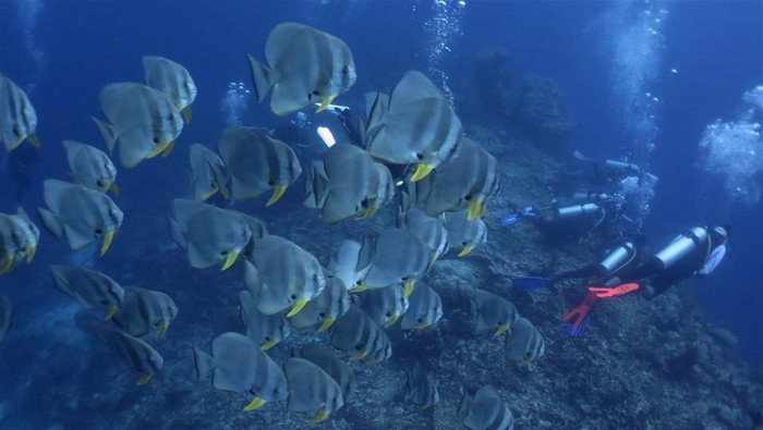 Wisatawan didampingi Wakatobi Dive Trip berada di dalam laut di Kecamatan Tomia, Wakatobi, Sulawesi Tenggara, Selasa (22/3/2022). Dinas Pariwisata Sulawesi Tenggara bersama Pemerintah Kabupaten Wakatobi terus mempromosikan wisata laut daerahnya yang memiliki sekitar 942 spesies ikan dan 750 spesies terumbu karang yang hidup di bawah lautnya. ANTARA FOTO/Jojon/tom.