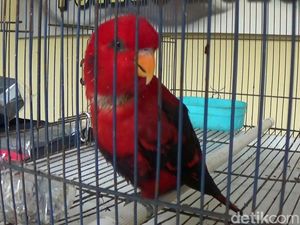 Jual Burung Nuri Maluku, Pria Wonosobo Ini Terancam 5 Tahun Bui