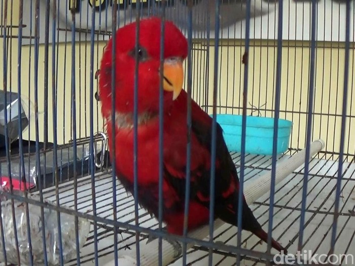 Polres Wonosobo saat jumpa pers kasus jual beli satwa dilindungi burung Nuri Maluku, Selasa (22/3/2022).
