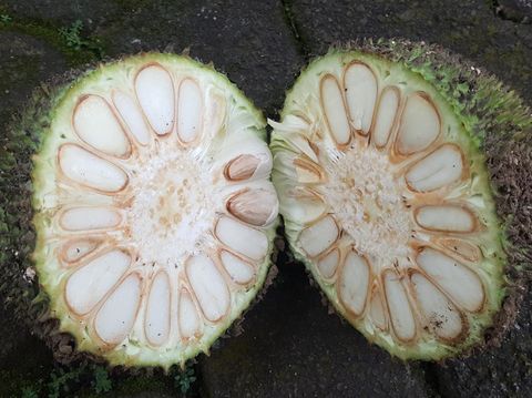 Resep Sayur Lodeh Kluwih