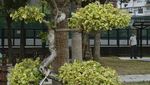 Sejenak di Taman Kota Hong Kong Saat Badai Omicron Mulai Menurun