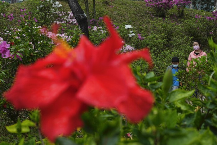 Taman-taman kota di Hong Kong mendadak sepi. Hanya satu dua orang melintas untuk mencari angin. Sebagian lagi memilih di rumah, berlindung dari badai Omicron.