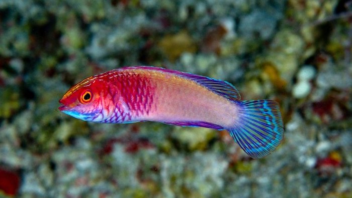 Cirrhilabrus finifenmaa