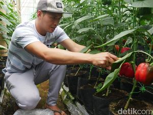 Cerita Sukses Petani Paprika Patahkan Stigma Hidup Susah