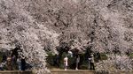 Tak Cuma di Jepang, Sakura Juga Bikin Washington D.C Makin Cantik
