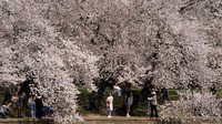 Bunga-bunga sakura yang bermekaran membuat pemandangan di sepanjang Tidal Basin, Washington D.C tampak berwarna merah muda.  