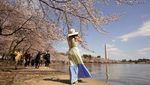 Tak Cuma di Jepang, Sakura Juga Bikin Washington D.C Makin Cantik