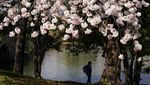 Tak Cuma di Jepang, Sakura Juga Bikin Washington D.C Makin Cantik
