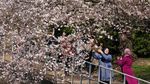Tak Cuma di Jepang, Sakura Juga Bikin Washington D.C Makin Cantik