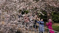 Sejumlah warga berfoto dengan latar bunga sakura yang bermekaran di kawasan Washington D.C, Amerika Serikat.  